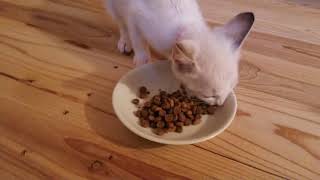 【しゃべる猫】うまいうまいと言いながらご飯を食べる子猫　kitten eat the food,saying delicious!!!