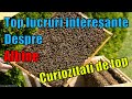 Top curiozitati despre albine