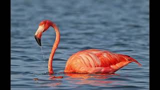 Flamingos of Florida #flamingo #flamengo #wildlife #animals