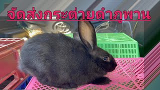 จัดส่งกระต่ายดำภูพาน