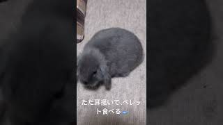 #うさぎ #ロップイヤー #小動物 #生後2ヶ月 #飼育初心者