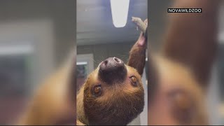 NOVA wild introduces new two-toed sloths