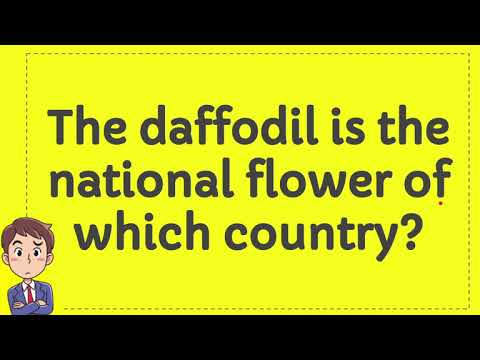 Which country’s national flower is the daffodil?