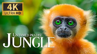 Untamed Paradise Jungle 4K 🦌 Discovery Relaxation Wonderful Wildlife Movie with