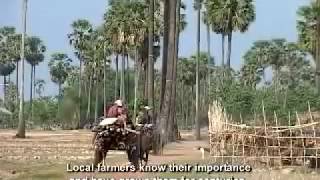 ការផលិតស្ករត្នោត - Palm Sugar Production