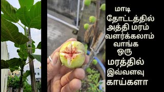 மாடி தோட்டத்தில் அத்தி மரம் வளர்ப்பு முதல் அறுவடை வரை. how to grow fig fruit in terrace garden.