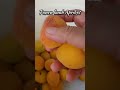 Panen Buah APRICOT di Turkiye