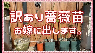 【無農薬と月のリズムの薔薇栽培】近況報告 | 訳あり薔薇の嫁ぎ先を募集します！ | 🎁プレゼント企画第2段のお知らせ | 新月～12/27 満月までの月のリズムのお手入れ（概要欄）🌹 MK*Roses