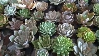 SUCULENTAS E CACTOS NA CADEG!#viralyoutubevideo #suculentas #cactos #fypp #jardinagem #casa #jardim