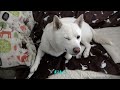 柴犬柿丸 うちの子記念日の朝【オランダ 環境音 4k】kaki maru the shiba inu