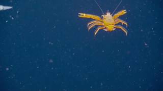 Swarm of Squid and Squat Lobsters in the Water Column | Nautilus Live