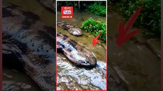 জায়ান্ট সালাম্যান্ডার 😱 | 🤯 Giant Salamander #shorts #salamander