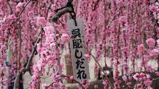 しだれ梅－鈴鹿の森庭園① Weeping Plum - SUZUKA FOREST GARDEN①(Mar 5th 2023)(4K)