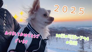 2025ぽてちと初日の出をみました♡10匹の可愛い子たちの物語３８話＃チワワ＃初日の出