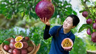 Harvesting Passion Fruit Selling at the market | 1 Day with Ly Tieu Minh |