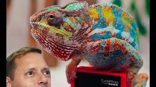 Living with a house full of Colorful Panther Chameleons