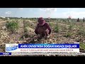 amik ovası nda zorlu soğan hasadı İşte tarla satış fiyatı agro tv haber