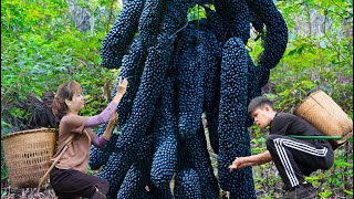 WOMAN and DISABLED BOY How Harvesting Millions of Black Worms in the Forest and Sell at the Market