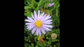 벌개미취 Korean Daisy