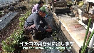 菜園だより220221レタス・ボカシ・イチゴ