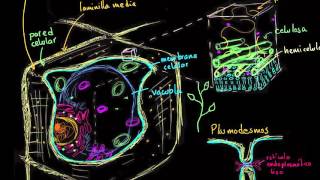 Pared celular vegetal | La estructura de una célula | Biología | Khan Academy en Español