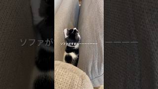 ソファ挟まり猫　ソファ好き