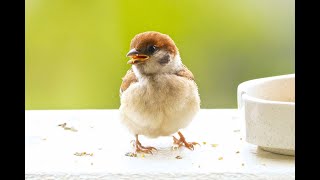 子すずめ一家のお食事タイム 6/7