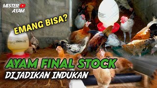 APAKAH AYAM FINAL STOCK (FS) AKY  BISA DIJADIKAN INDUKAN ?