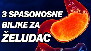 VELIČANSTVENE BILJKE LIJEČE GASTRITIS, BOL, NADUTOST I GORUŠICU - ŽELUDAC KAO NOV! Dr Mihajlović