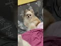 こたつに張り付く🐶ポメラニアンのキキちゃん🐶