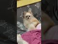 こたつに張り付く🐶ポメラニアンのキキちゃん🐶