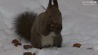 4K HDR Squirrel eating walnuts.