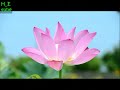 Amazing Colors of Spring Flowers and Fall Leaves \ Nature Relax Video with Nature Sounds 2020