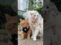 这样的小猫，有谁不喜欢呢吵架猫 猫咪化妆 双11百大萌宠