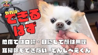 噛み犬トリミング初来店のチワワ！所々ヒヤッとする場面も！！