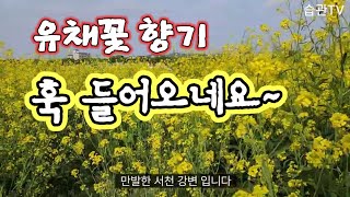 경주 유채꽃향기 훅 들어오네요^^ 정말 찐~한 향이 가득합니다^^