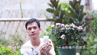 想要杜鹃花开花更长久，秋天这样养，说不定还能开到明年