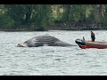 La baleine de Montréal est morte