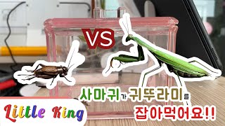 사마귀가 귀뚜라미를 잡아먹어요ㅣ 곤충이야기 ㅣ 육식곤충 사마귀 ㅣ 사마귀의 식사 ㅣ 곤충싸움 ㅣ 리틀킹