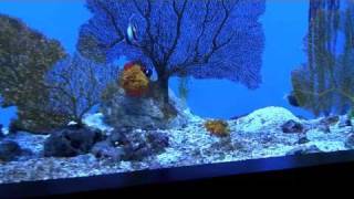 Bluespotted jawfish — New England Aquarium