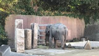 【金沢動物園】ゾウさんの食事タイム