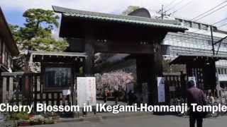 Cherry Blossom in Ikegami-Honmanji Temple（池上本門寺）