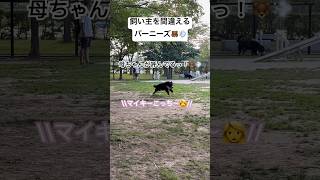 【おとぼけ】一瞬フリーズするマイキー🐻✨#バーニーズマウンテンドッグ #shorts #dog #多頭飼い #北海道 #超大型犬 #多頭飼い #犬のいる暮らし #bernese