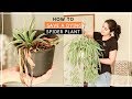 How to Save Drying Spider Plant| सूखने से कैसे बचाए मूसली पौधे को | monthly hindi video