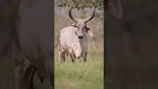 🔴 GUZERAT CATTLE ✅ Biggest Bulls And Cow