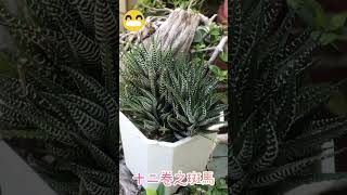 多肉Ep712  十二卷之斑馬