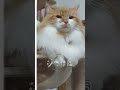 【ジブリ風】 christmas クリスマス ジブリ music xmas cat のら猫 猫のいる暮らし のらねこ 保護猫 ♯short