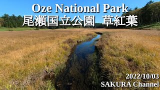 【Oze National Park grass autumn leaves】尾瀬国立公園 草紅葉　From Numayama Pass to Oze Swamp #sightseeing