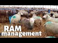 How we manage RAMS on our sheep farm.  Vlog 226