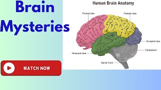 Discover mind-boggling wonders of the human brain